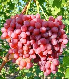 Саженец винограда Красное пламя ЗКС 2г 1,5л