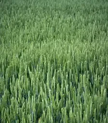 Пшениця озима ЛГ Керамік, т (LG)