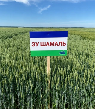 Пшениця озима ЗУ Шамаль, 25 кг (Saaten Union)
