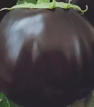Насіння баклажану Лаури, 1 кг (Moravoseed)