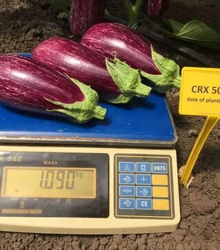 Семена баклажана CRX 50141 F1, п.е. 1 тыс семян (Cora Seeds)