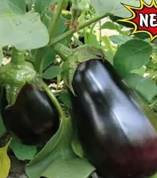 Семена баклажана Модар F1, п.е. 1 тыс семян (Lark Seeds)