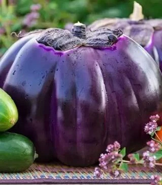 Семена баклажана Флоренция, 500 г (Hortus)