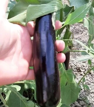 Семена баклажана Караман F1, п.е. 1 тыс. семян (Libra Seeds)