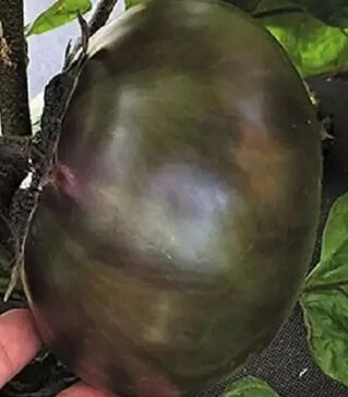 Насіння баклажану Лаура, 50 г (Moravoseed)
