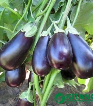 Семена баклажана КС 1258 F1, п.о. 1 тыс. семян (Kitano Seeds)