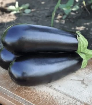 Семена баклажана КС 5070 F1, п.о. 1 тыс. семян (Kitano Seeds)