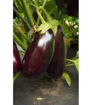 Семена баклажана Неро, 5 г (Moravo Seed)
