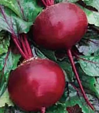 Насіння буряка Кадет, 10 кг (Satimex)