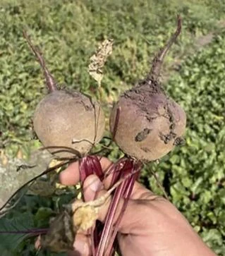 Насіння буряка Атлас F1, п.о. 25 тис.насінин (Spark Seeds)