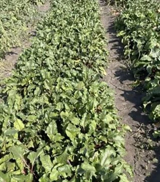 Насіння буряка Атлас F1, п.о. 25 тис.насінин (Spark Seeds)