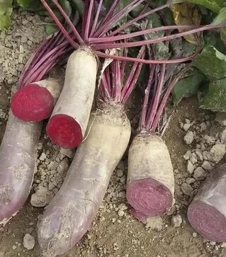 Семена свеклы Ренова, 10 кг (Moravoseed)