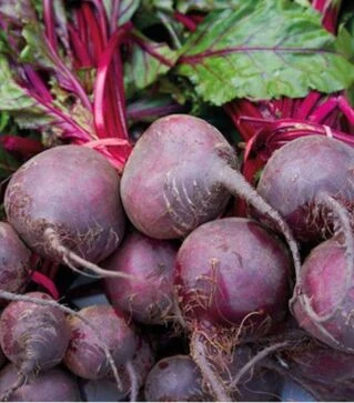 Семена свеклы Детройт Дарк Ред, 1 кг (Innova Seeds)