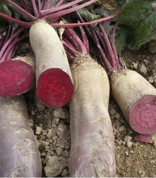 Семена свеклы Ренова, 100 г (Moravo Seed)