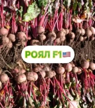 Насіння буряка Роял F1, 500 г (Innova Seeds)