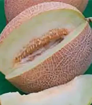 Насіння дині Ананас, 500 г (Hortus)