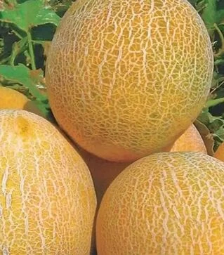 Насіння дині Амалік F1, п.о. 1 тис. насінин (United Genetics)