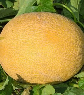 Семена дыни М 21 F1, п.е. 1 тыс. семян (Libra Seeds)