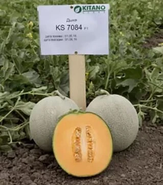 Насіння дині Севинта F1, п.о. 1 тис. насінин (Kitano Seeds)