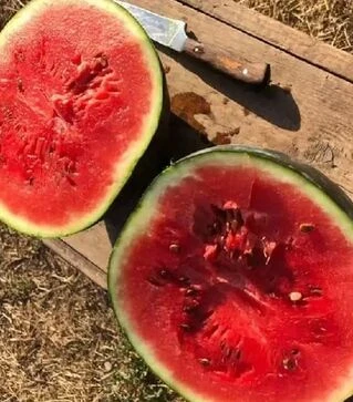 Семена арбуза Блейки F1 (INX 1748), п.е. 1 тыс. семян (Innova Seeds)