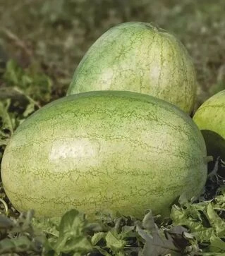 Насіння кавуна КС 1819 F1, п.о. 1 тис. насінин (Kitano Seeds)