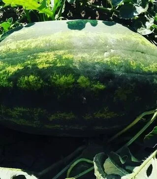 Насіння кавуна Монро F1 (INX 1723 F1), п.о. 1 тис. насінин (Innova Seeds)
