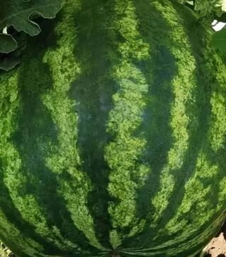 Семена арбуза Тейтум F1 (INX 1805), п.е. 1 тыс. семян (Innova Seeds)