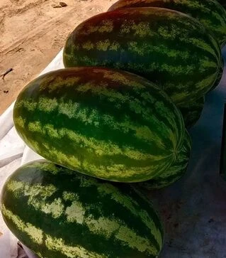 Семена арбуза Ромина F1, п.е. 1000 семян (Cora Seeds)