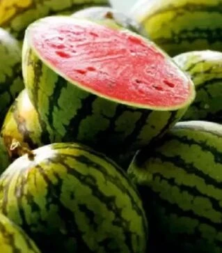 Семена арбуза Ау Продюсер, 500 г (Libra Seeds)