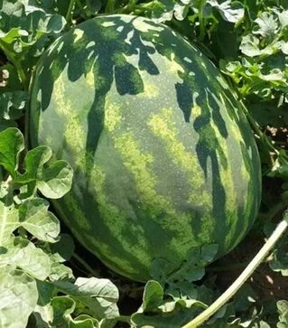 Семена арбуза Оранж Лакшери F1, п.е. 500 семян (Lark Seeds)
