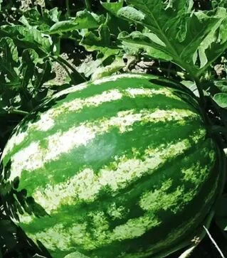 Семена арбуза Ау Продюсер, 500 г (United Genetics)