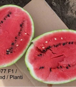 Семена арбуза ЕС 75077 F1, п.о. 500 семян (Ergon Seed)