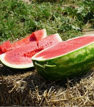 Насіння кавуна КС 350 F1, п.о. 100 насінин (Kitano Seeds)