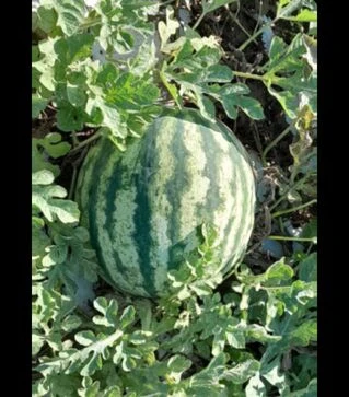 Насіння кавуна Флоріда F1, п.о. 250 насінин (Libra Seeds)