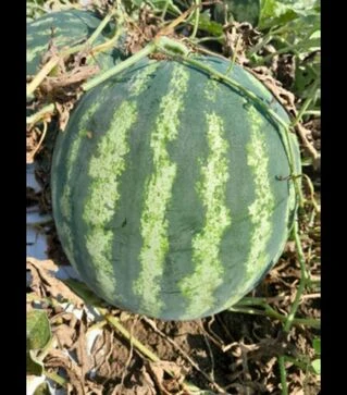 Насіння кавуна Янкі F1, п.о. 1 тис. насінин (Libra Seeds)
