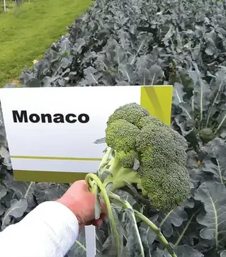 Семена капусты брокколи Монако F1, п.е. 2,5 тыс. семян (Syngenta)