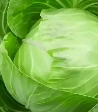 Семена белокочанной капусты Полар, 1 кг (Moravoseed)