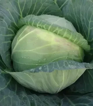 Насіння білоголової капусти Мідор F1, п.о. 2,5 тис. насінин (Moravoseed)