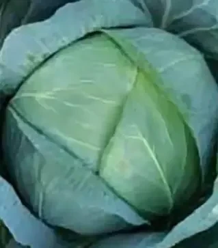 Насіння білоголової капусти Бірюза, 500 г (Коуел)