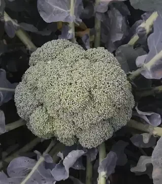 Насіння капусти броколі Кеззі F1, п.о. 1 тис. насінин (Kitano Seeds)
