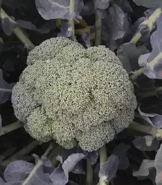 Семена капусты брокколи Кеззи F1, п.е. 2500 семян (Kitano Seeds)