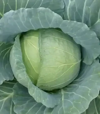 Семена белокочанной капусты Хонка F1, п.е. 2500 семян (Kitano Seeds)