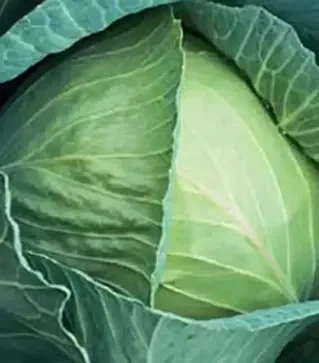 Насіння білоголової капусти Глорія Стар F1, п.о. 2500 насінин (Syngenta)