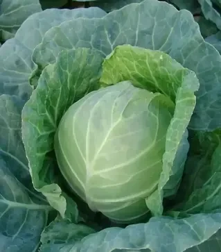 Семена белокочанной капусты Дита, 1 кг (Moravoseed)