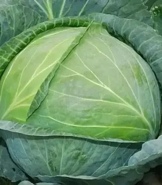 Насіння білоголової капусти Лангедейкер Децема, 500 г (Коуел)