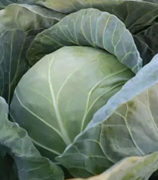 Семена белокочанной капусты Комати F1 (КС 15), п.е. 2,5 тыс. семян (Kitano Seeds)