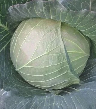 Семена белокочанной капусты CRX 16102 F1, п.е. 2,5 тыс. семян (Cora Seeds)