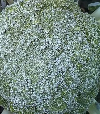 Насіння капусти броколі Макларен F1, п.о. 2500 насінин (Syngenta)