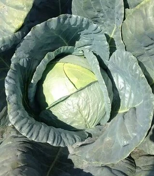 Насіння білоголової капусти Баланс F1, п.о. 2500 насінин (Spark Seeds)