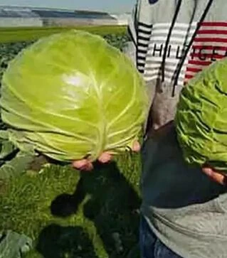 Семена белокочанной капусты Чита F1, п.е. 2500 семян (Takii Seed)